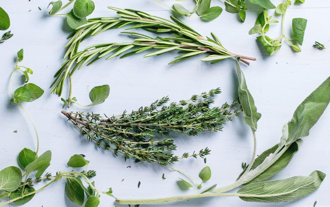 Авелук армянская