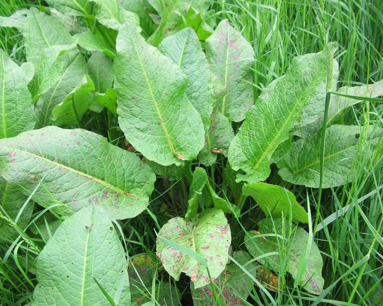 Конский щавель (дикий щавель)