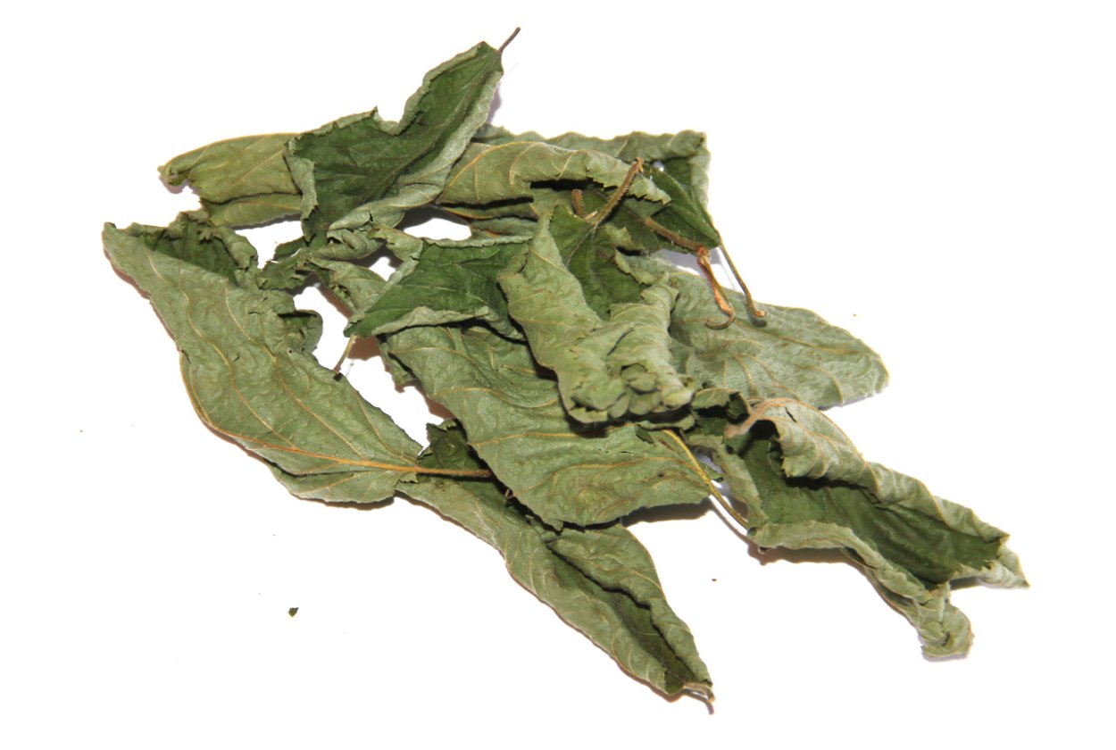 Щавель конский ЛРС