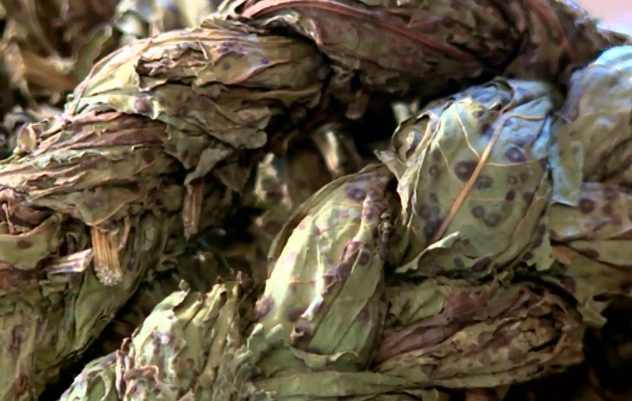 Щавель обыкновенный, кислый