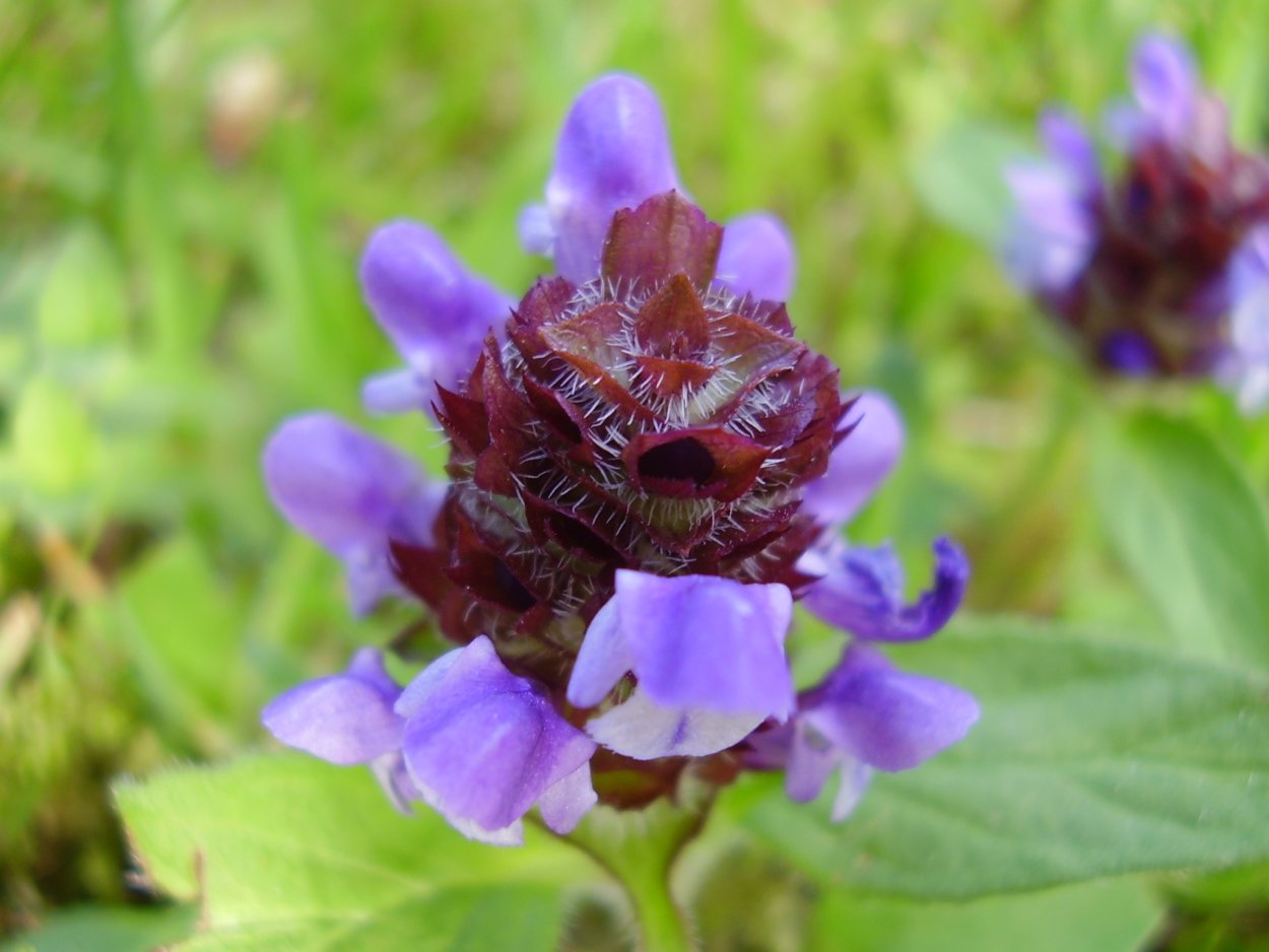Черноголовка обыкновенная (Prunella vulgaris l.)