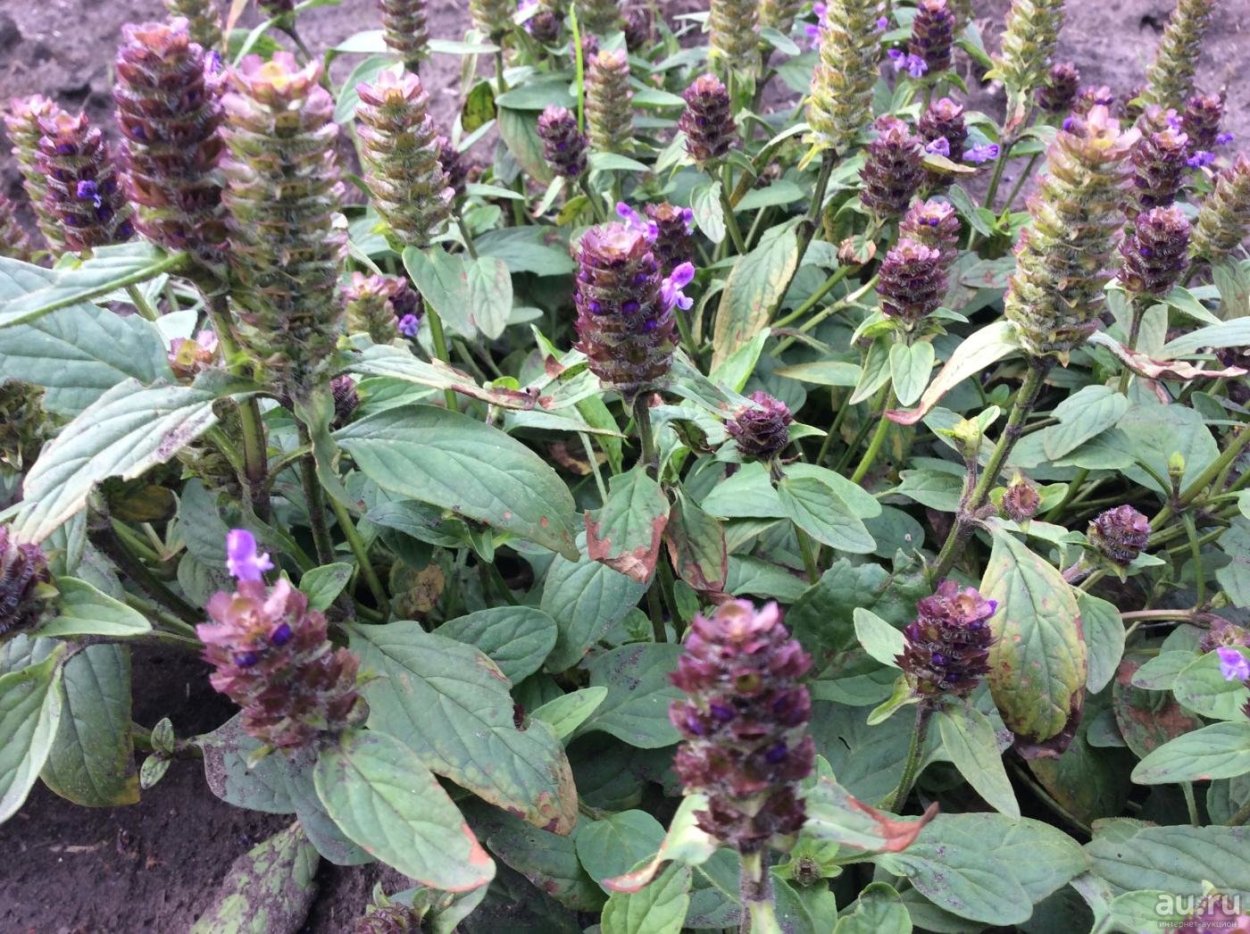 Черноголовка горлянка