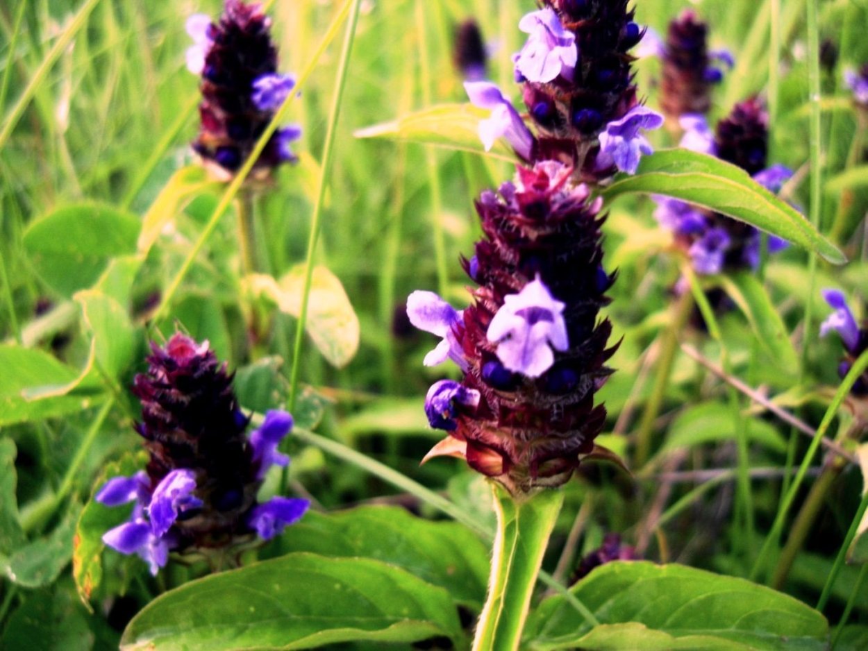 Горлянка обыкновенная