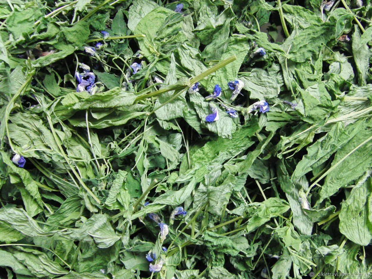 Чина венгерская