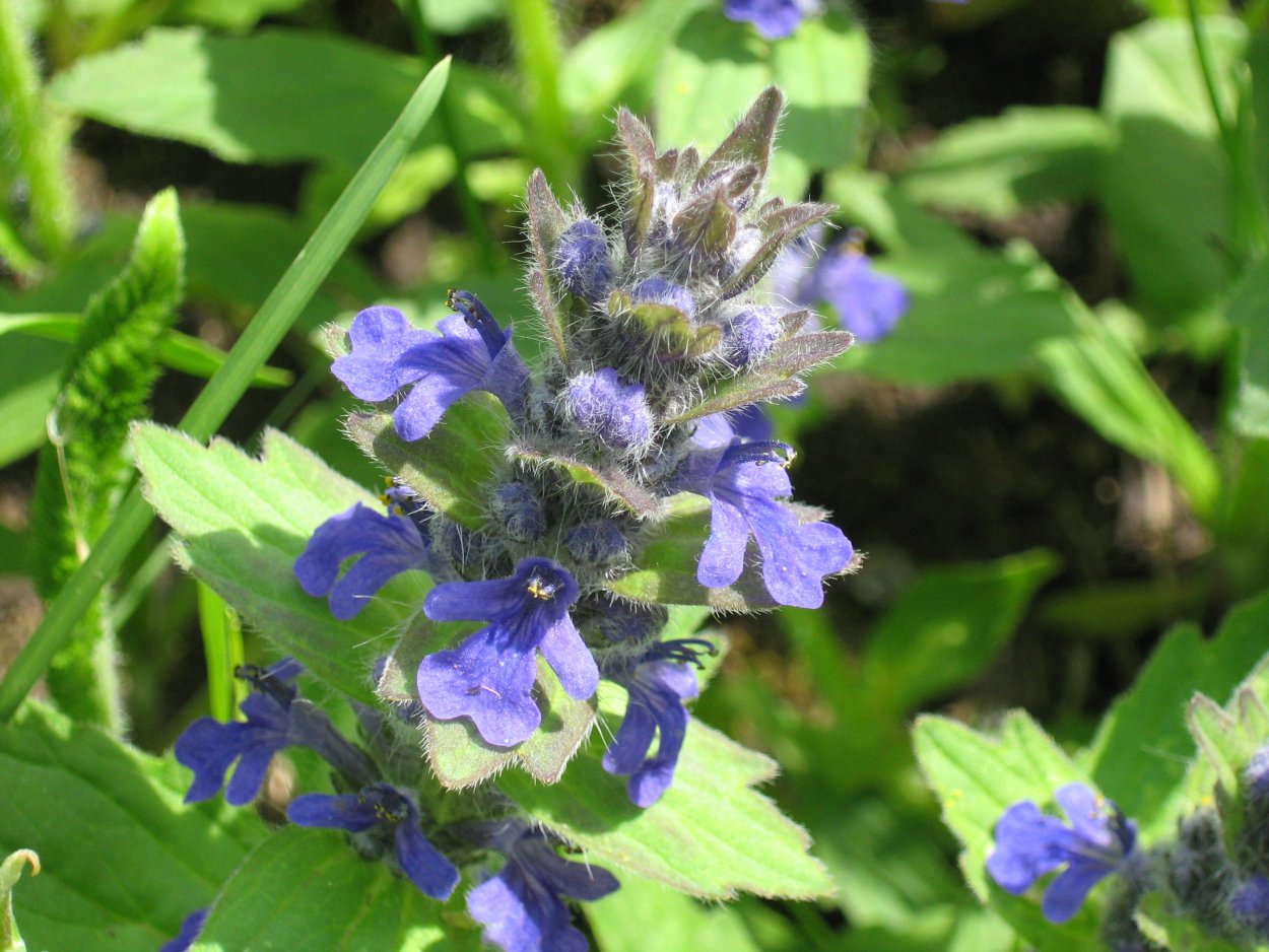 Горлянка белоцветная