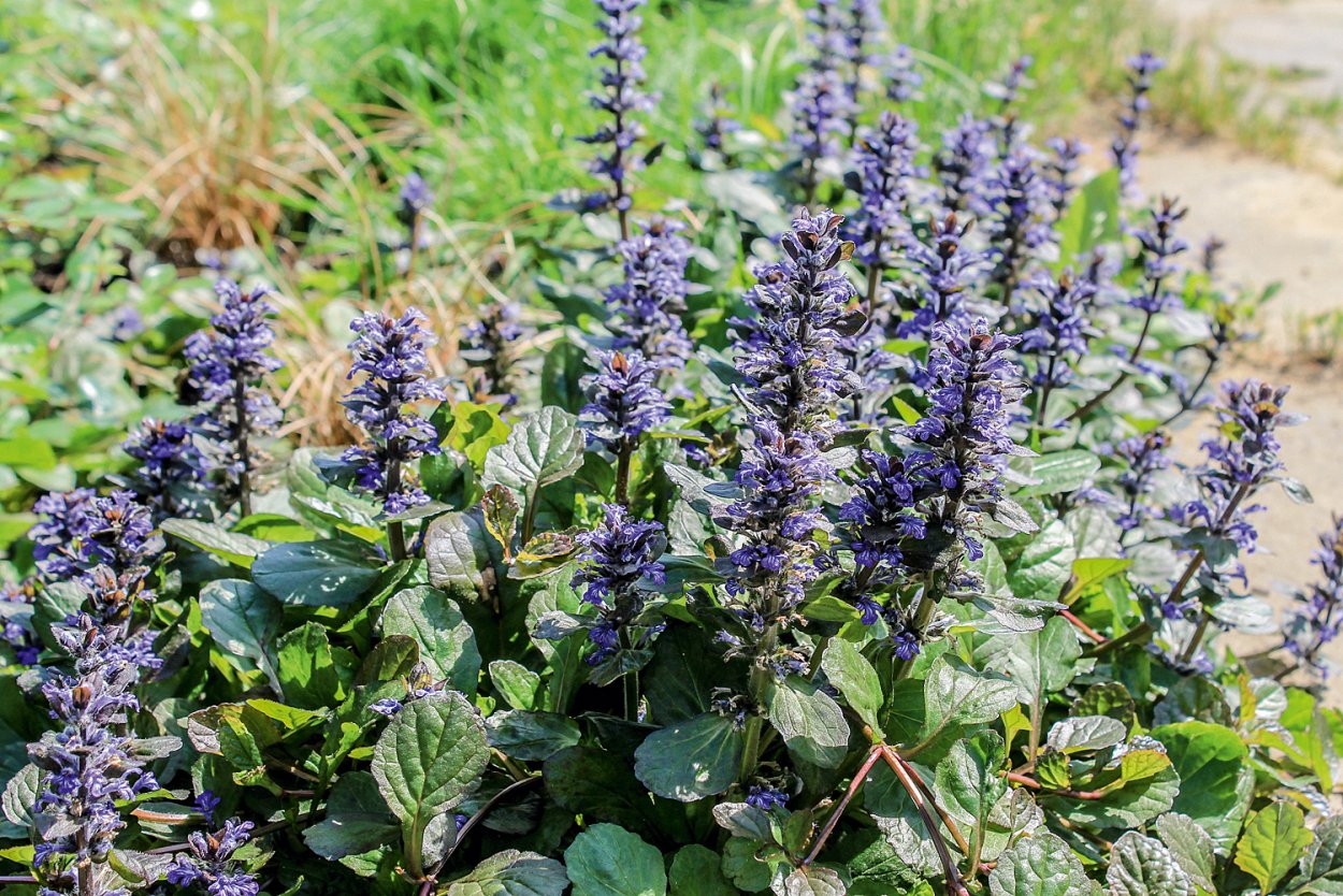 Живучка Женевская Хелена