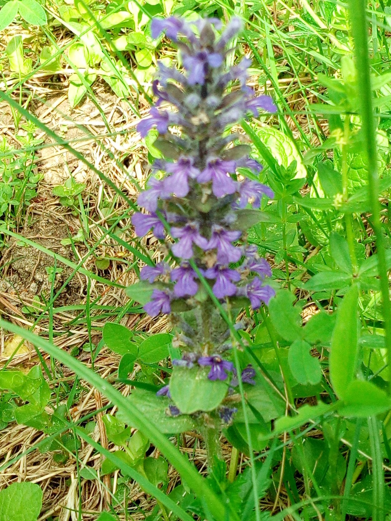 Живучка ползучая