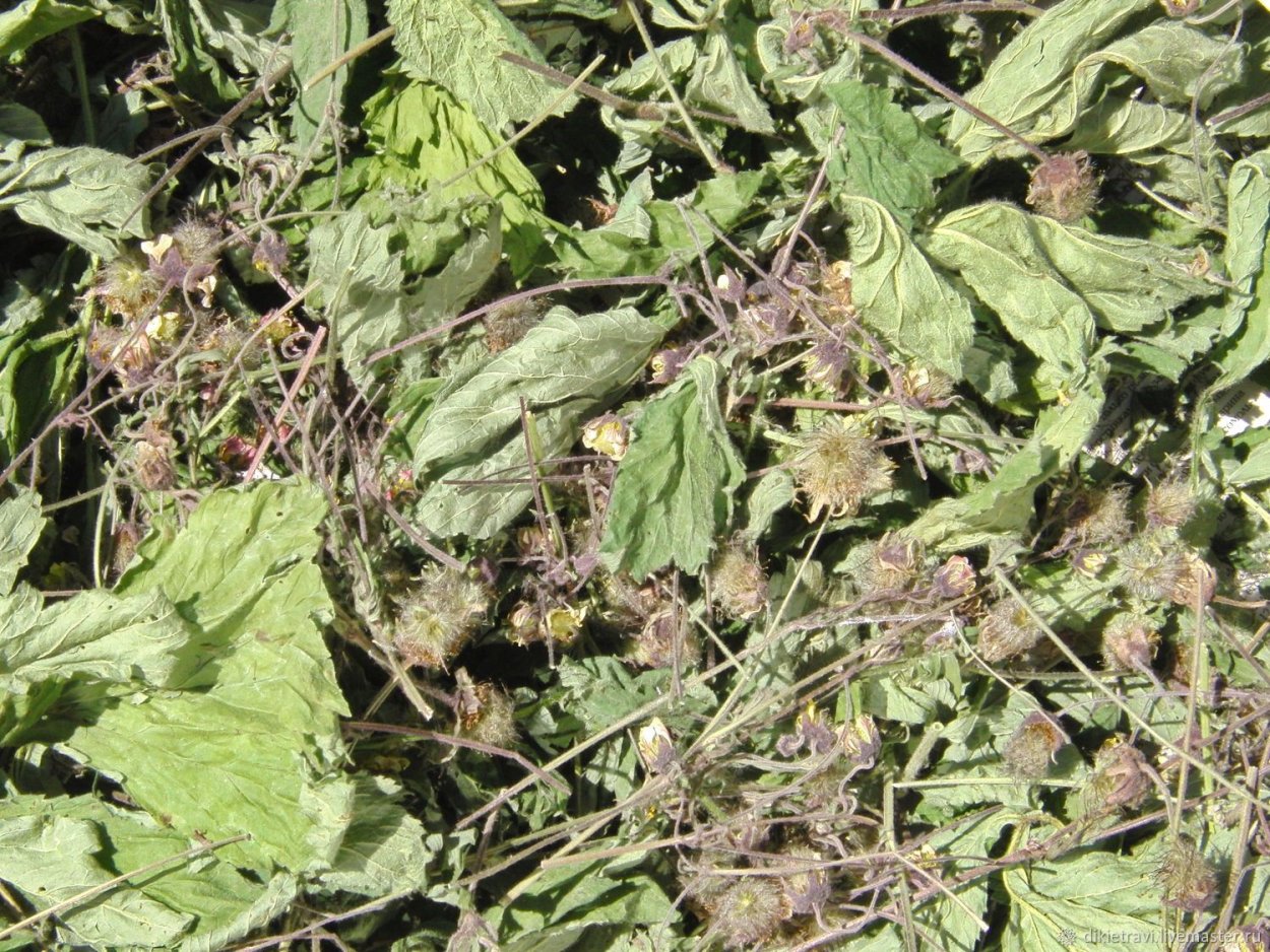 Живучка обыкновенная