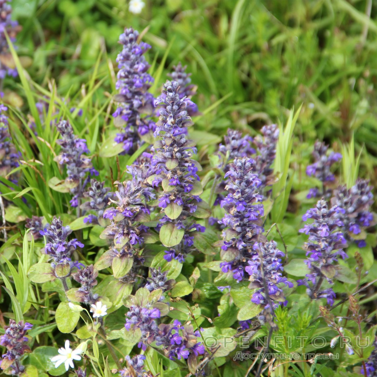 Лекарственная трава горлянка