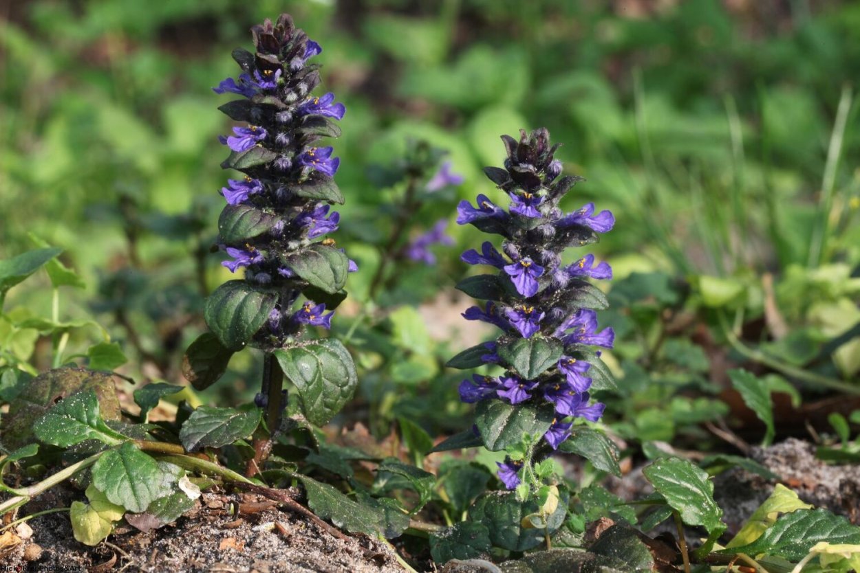 Череда трехраздельная трава сырье