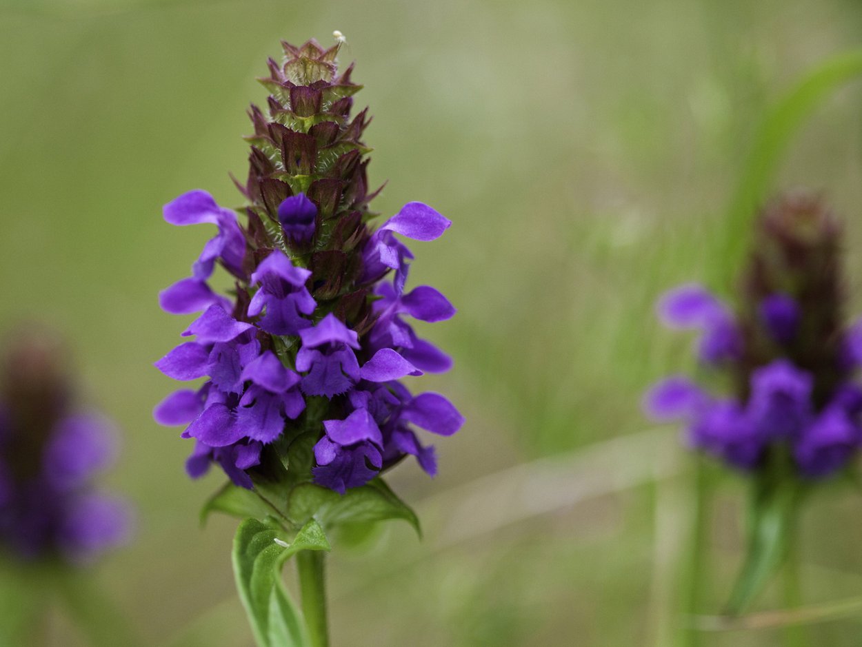 Черноголовка обыкновенная (Prunella vulgaris l.)