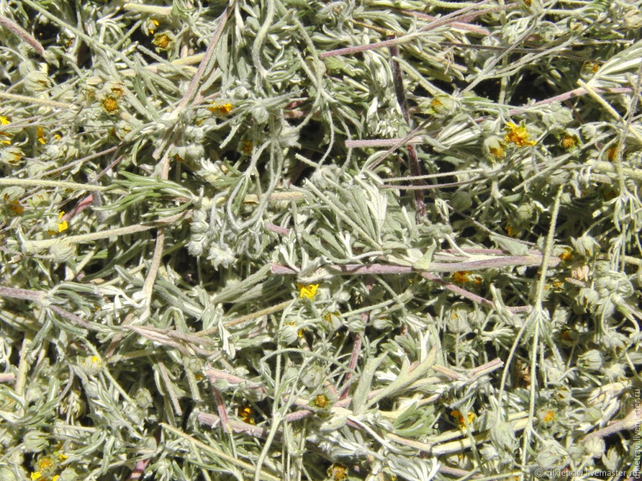 Трава живучка Женевская