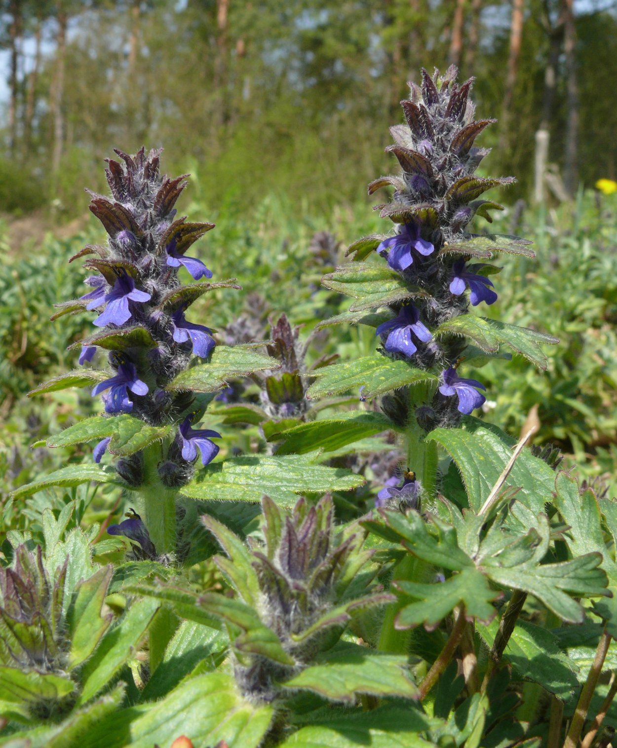 Душевка Полевая