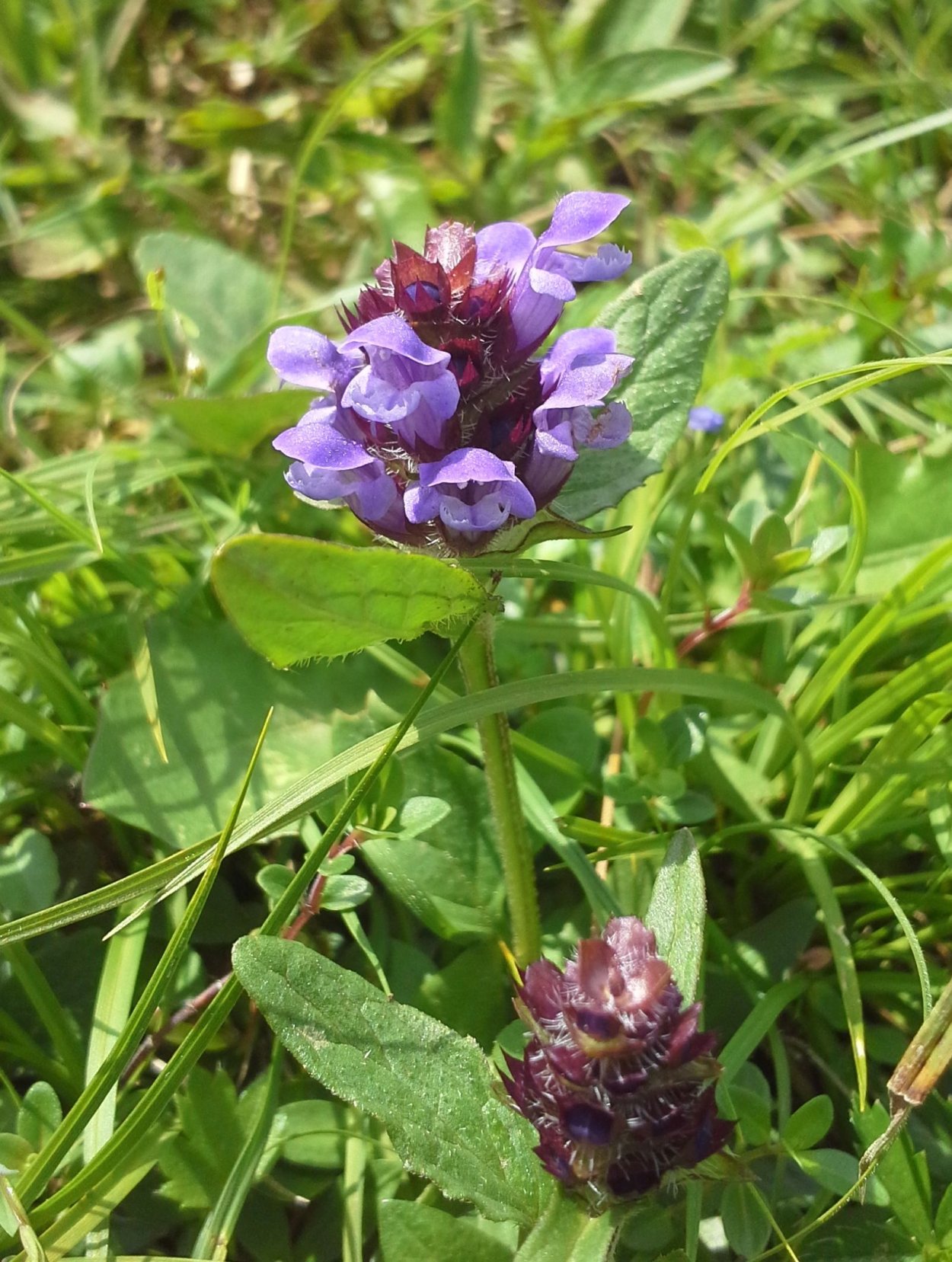 Черноголовка трава