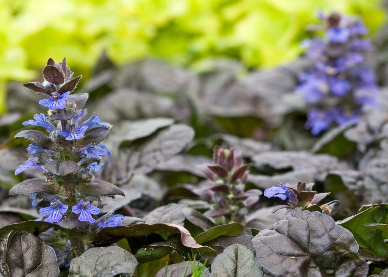 Горлянка обыкновенная трава