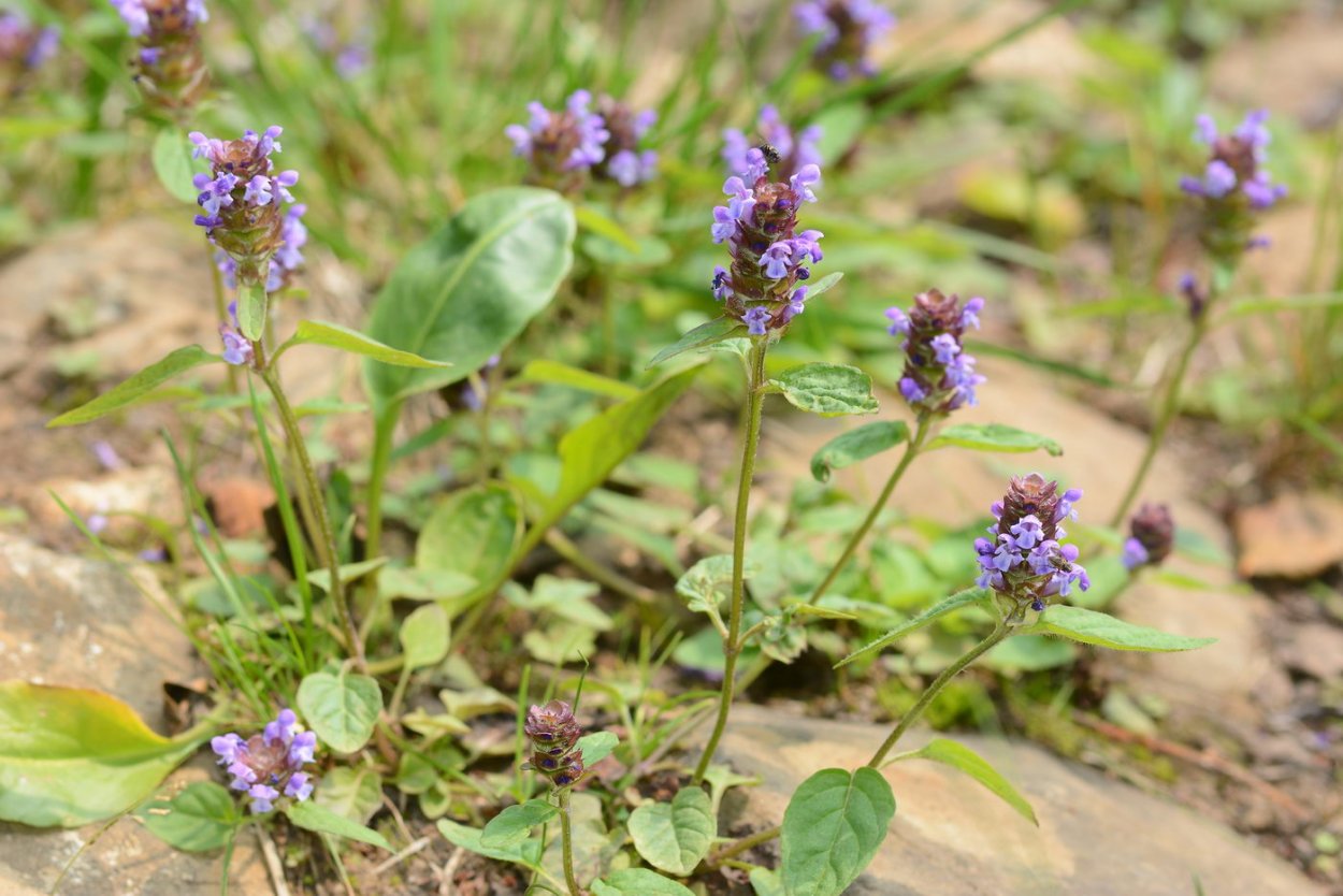 Горлянка обыкновенная