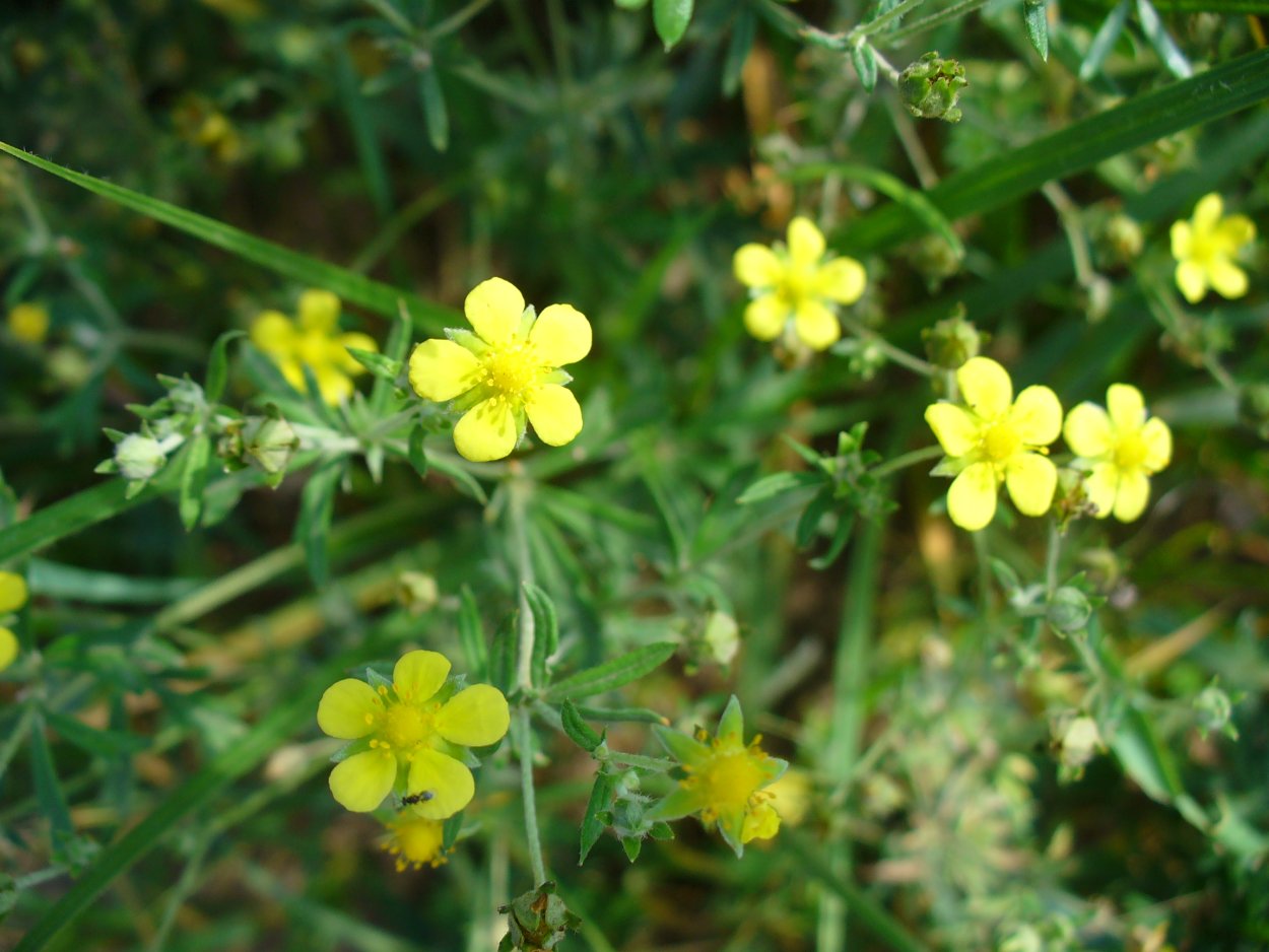 Живучка Лаксмана