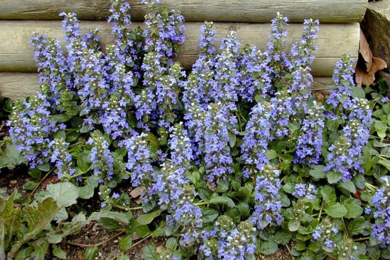 Лапчатка серебристая — Potentilla argentea l.