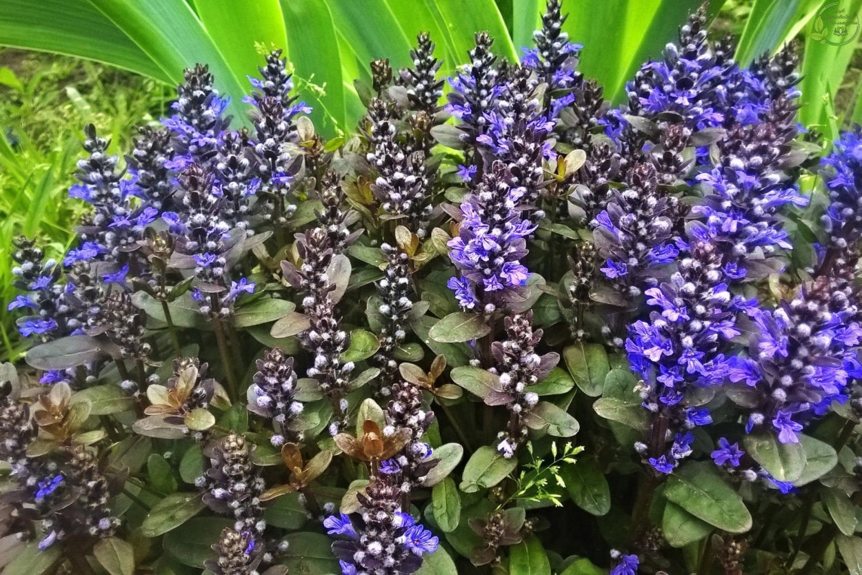 Живучка Женевская