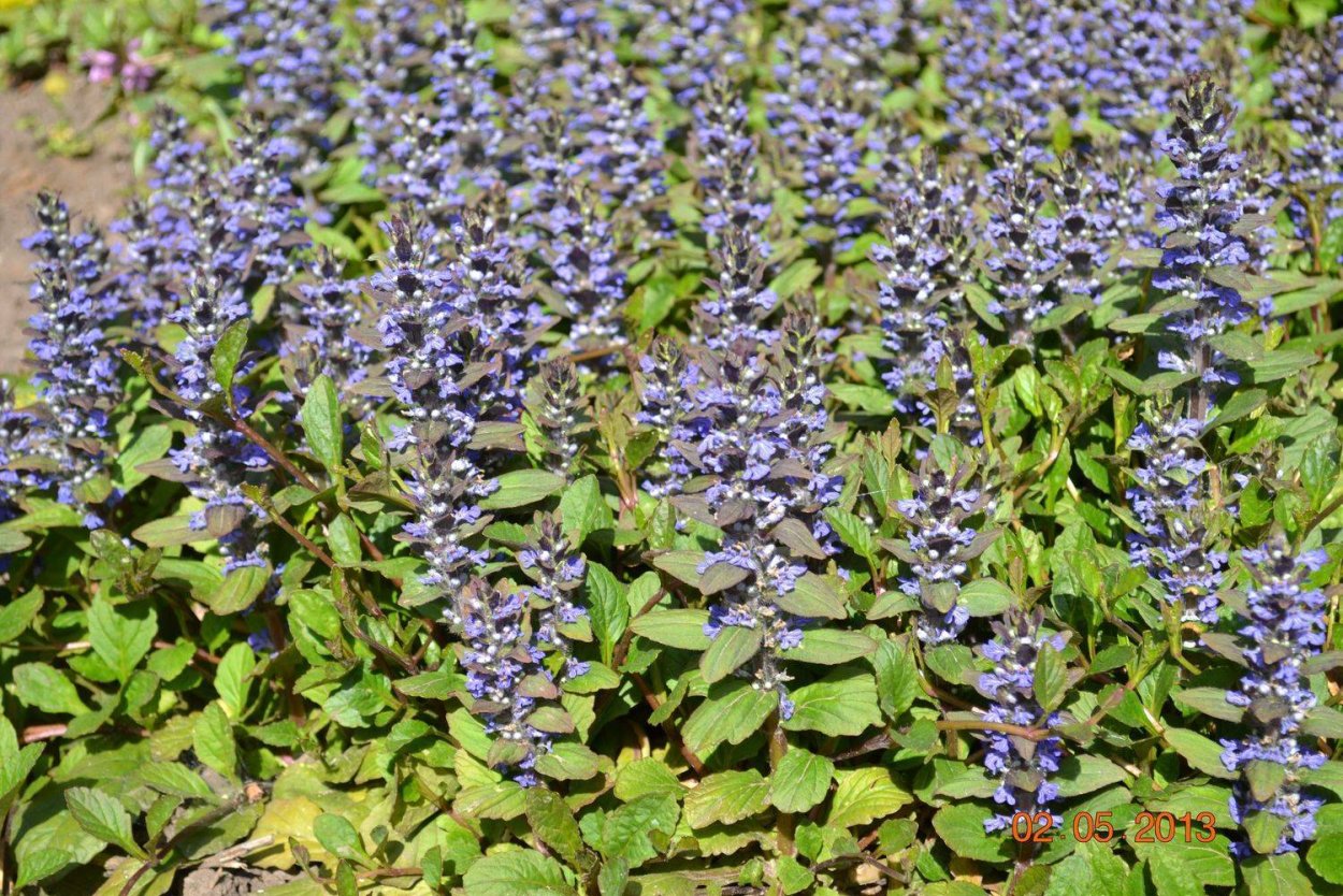 Подладанник жёлтый