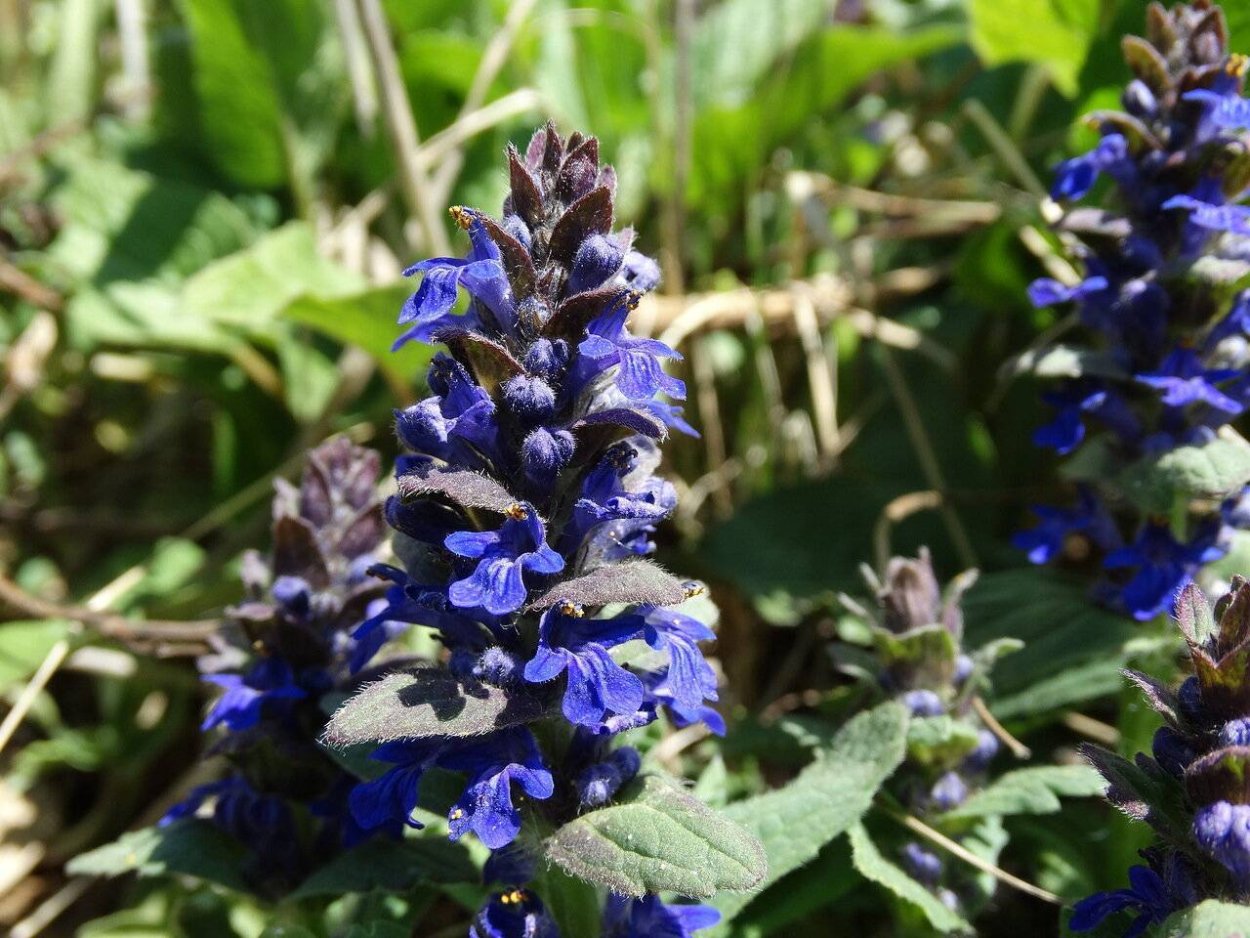 Зольник трава фото