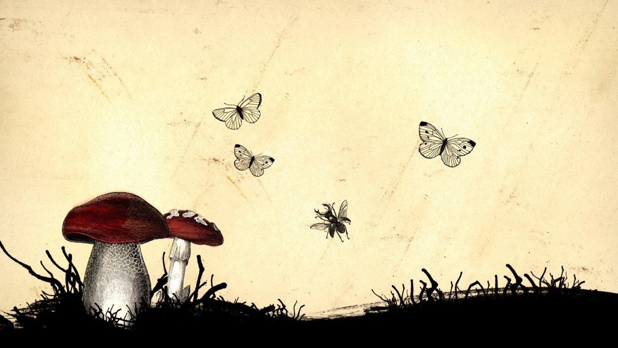 Грибы болотыши