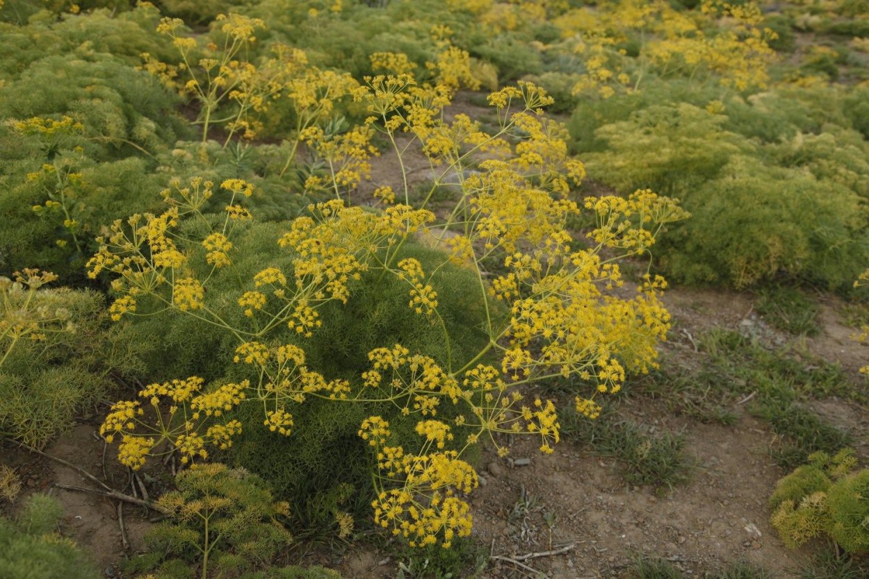 Смола ферулы
