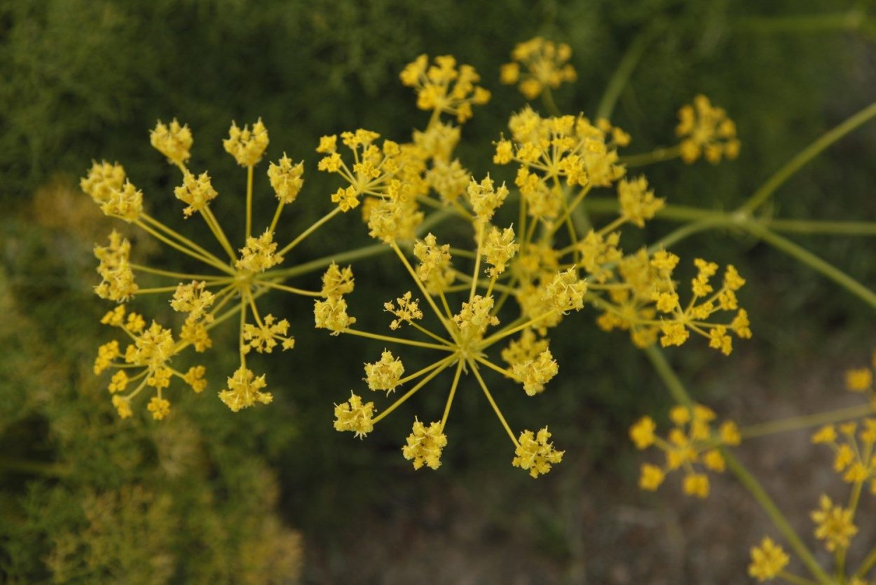 Омик ферула джунгарская