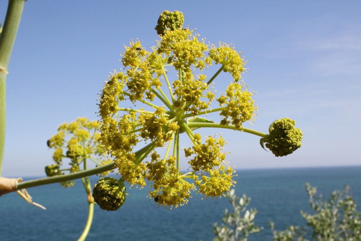 Ферула тонкорассечённая