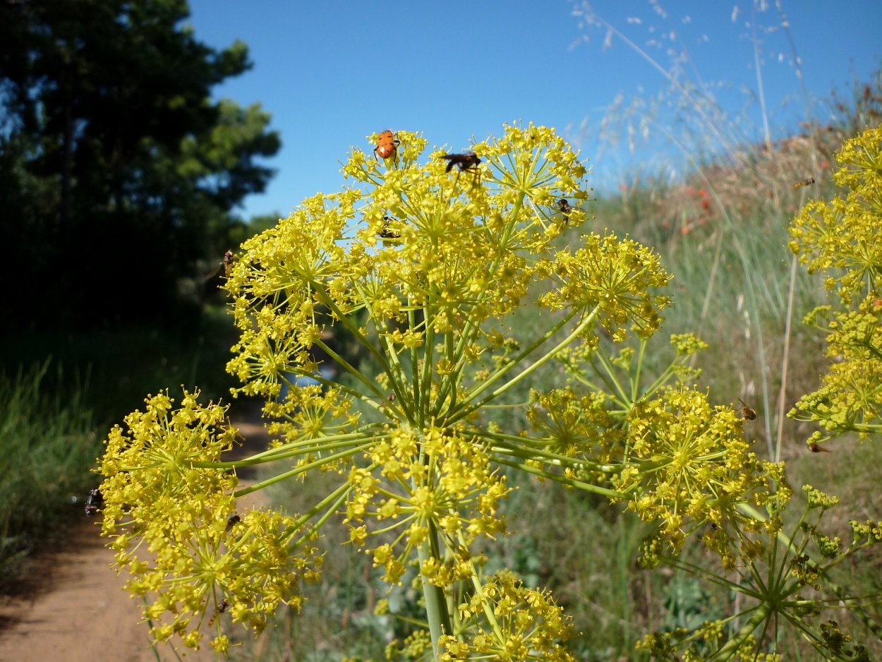 Ферула мускусная