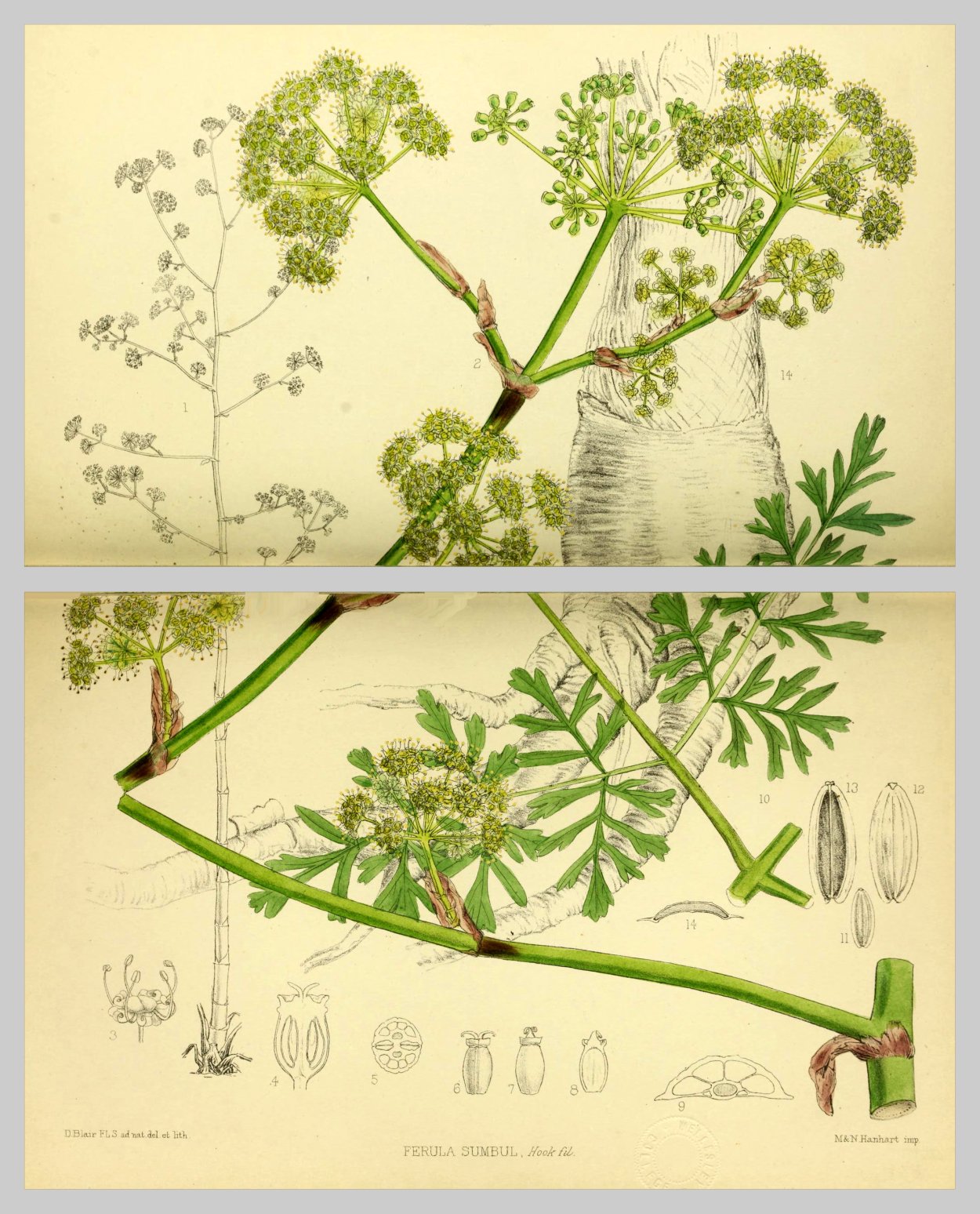 Ферула Черноморская