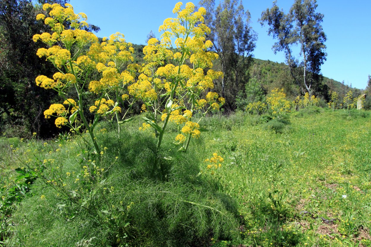 Ферула перистонервная