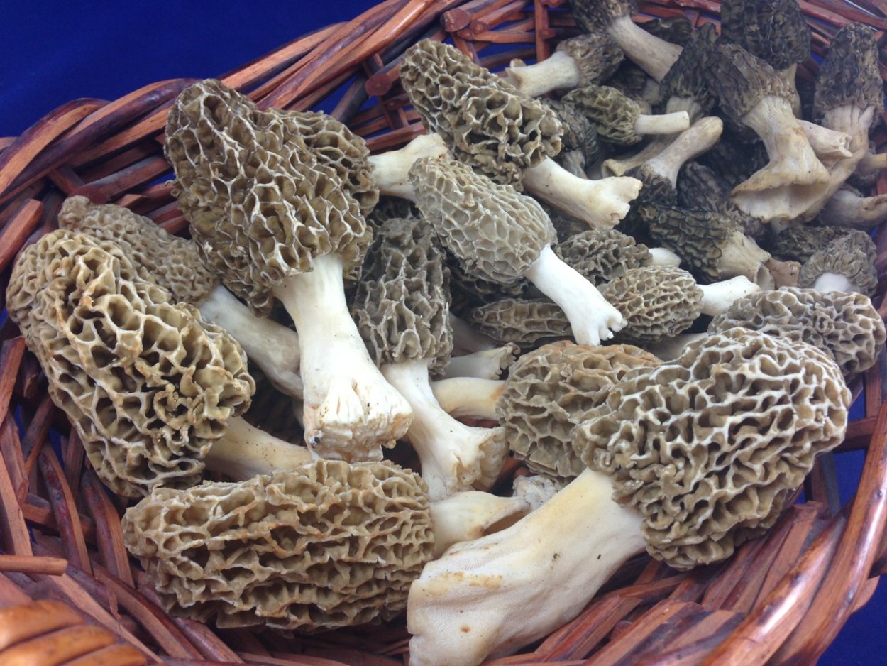 Грибы золотые нити Эноки