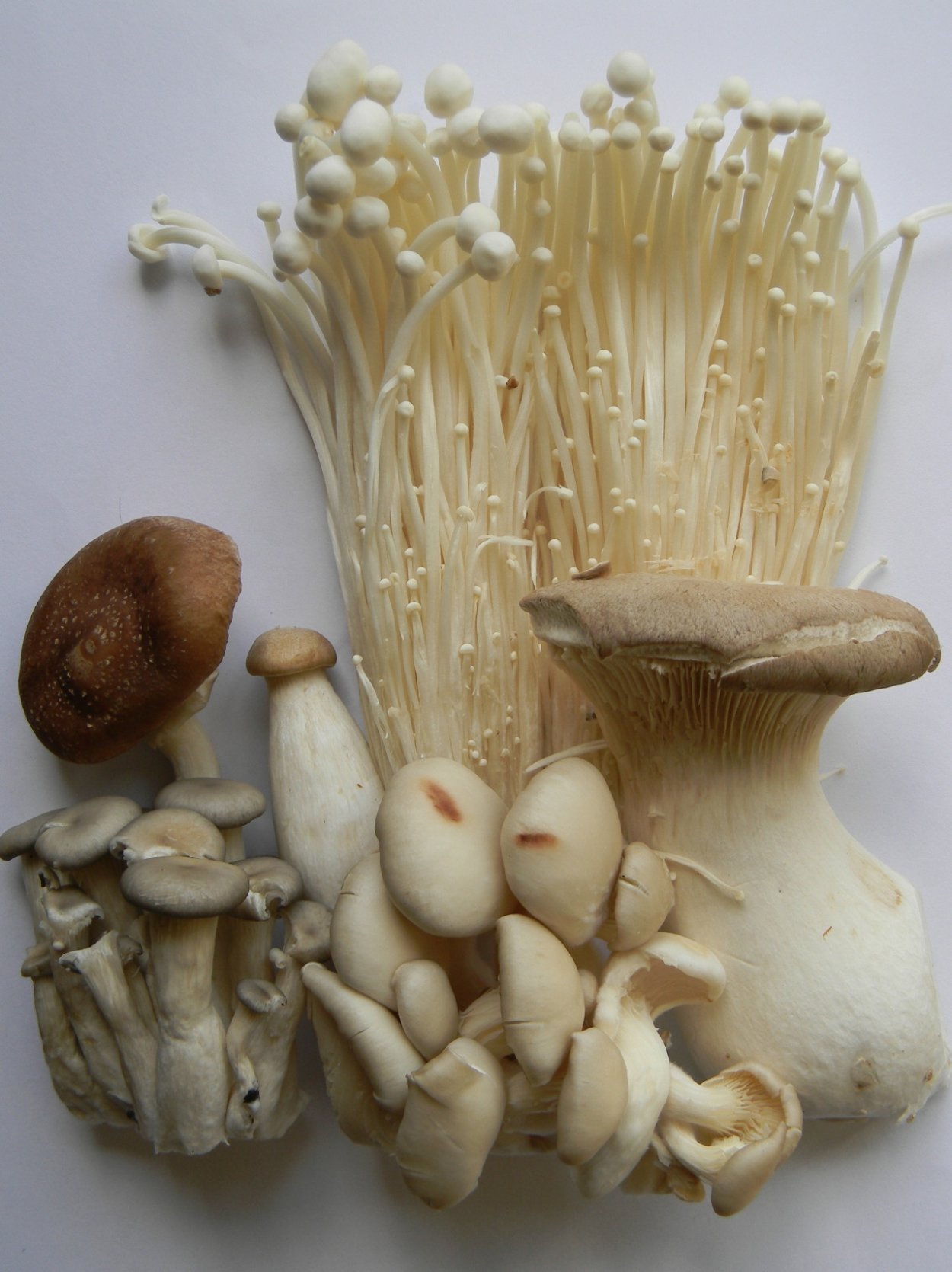 Медицинские грибы