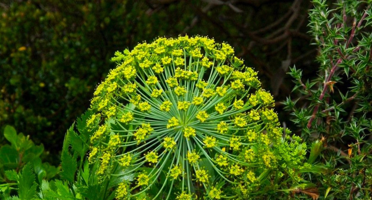 Ферула асафетида