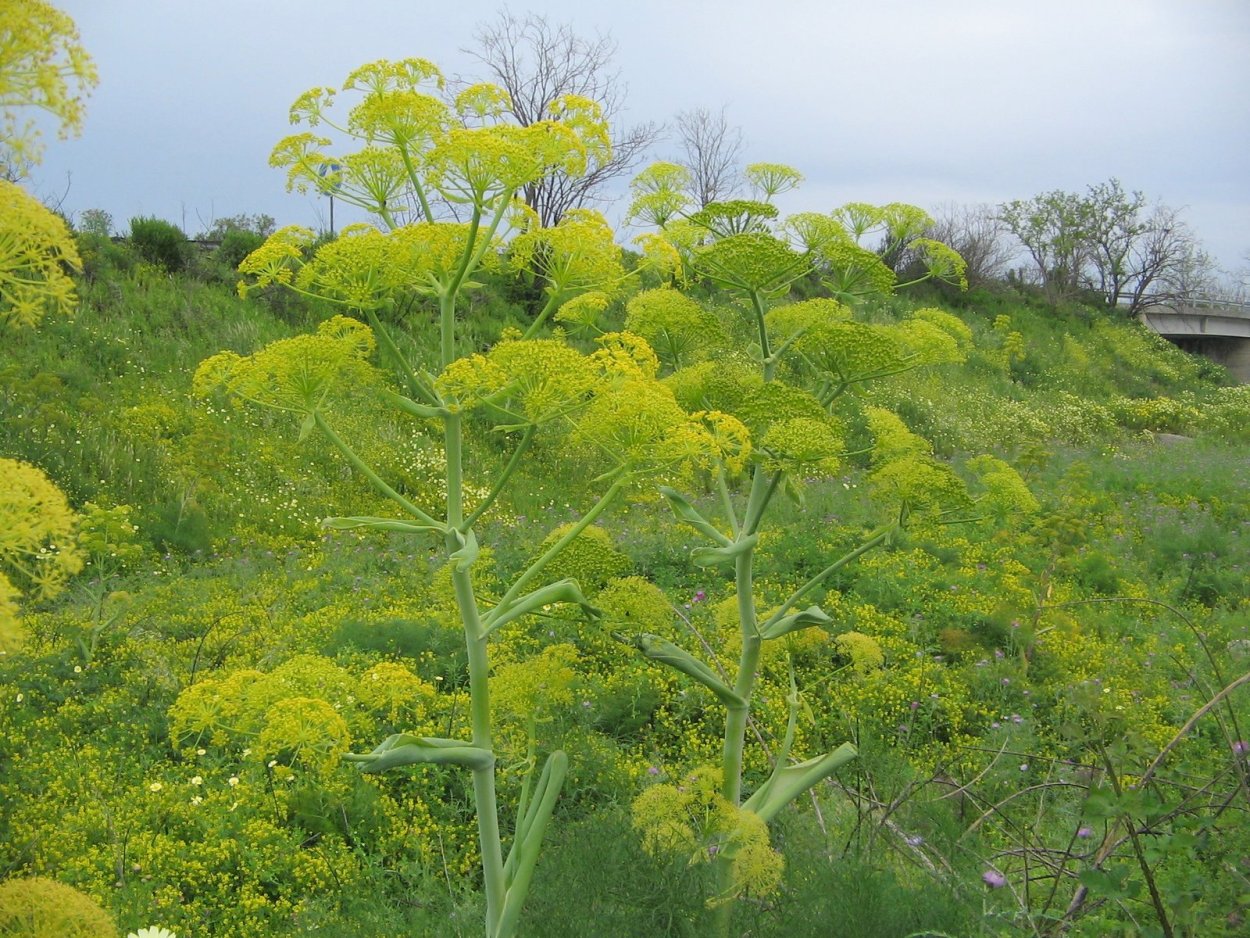 Хорст корень Омик 50 г