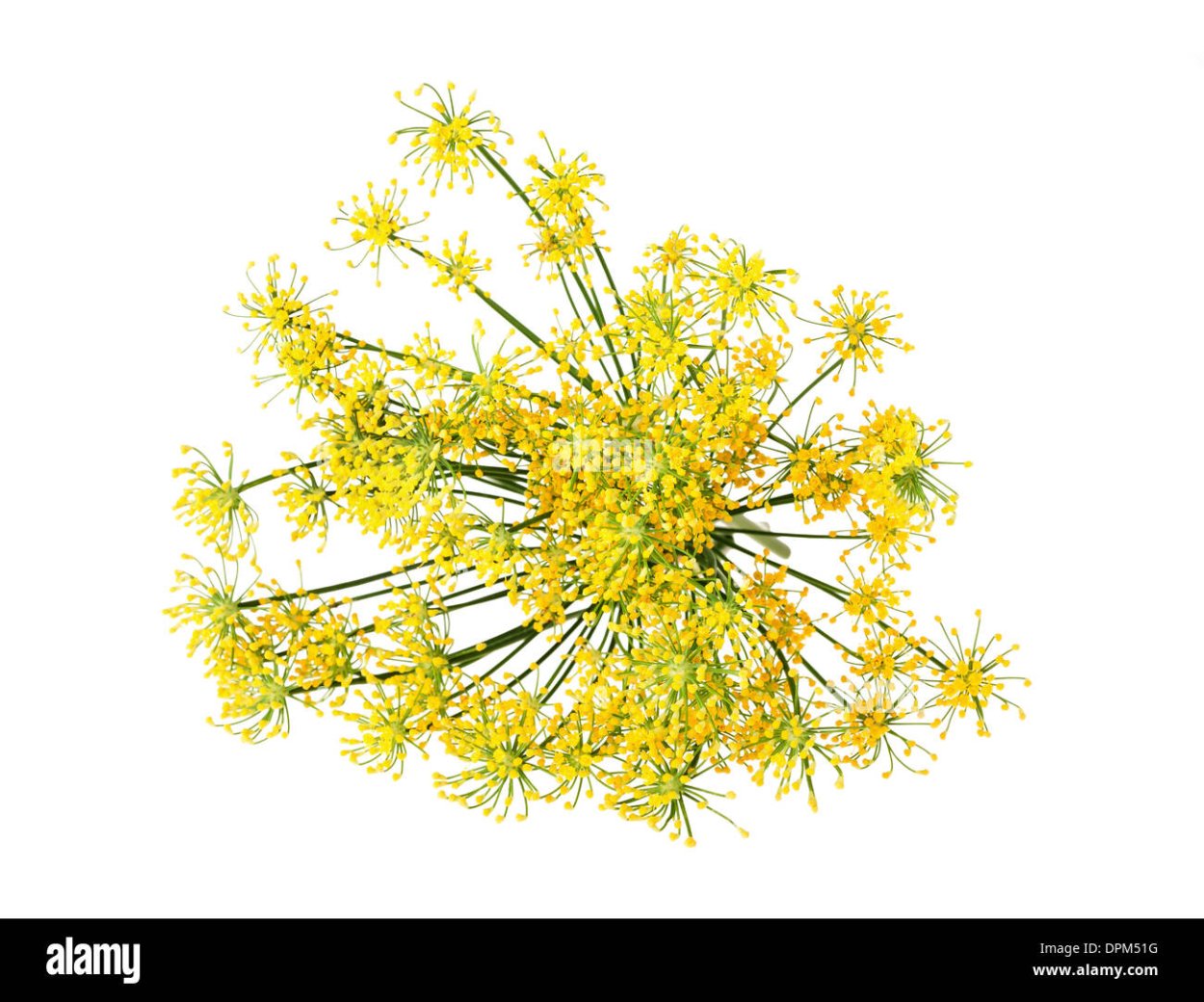 Ферула мускусная