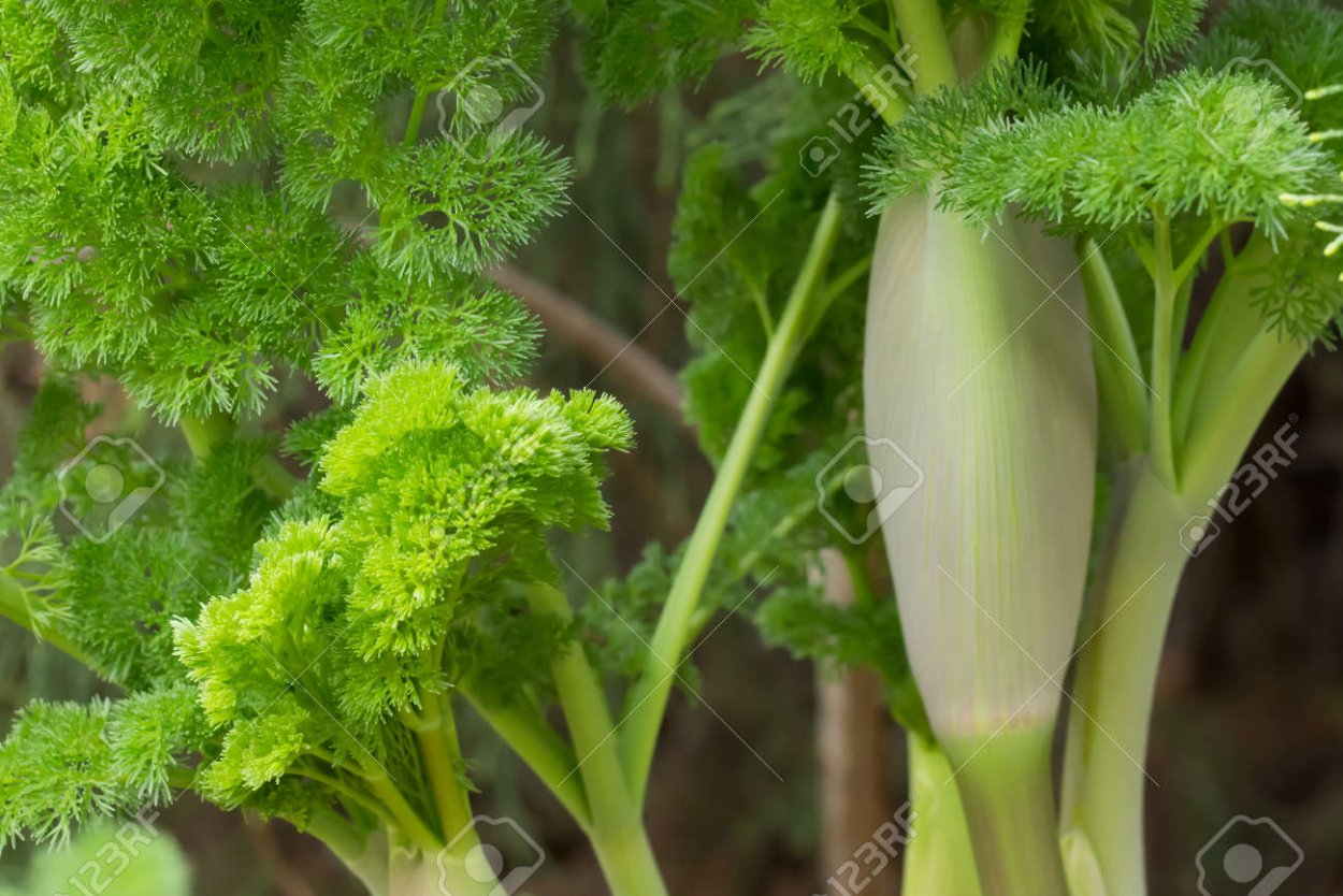 Ферула тонкорассечённая