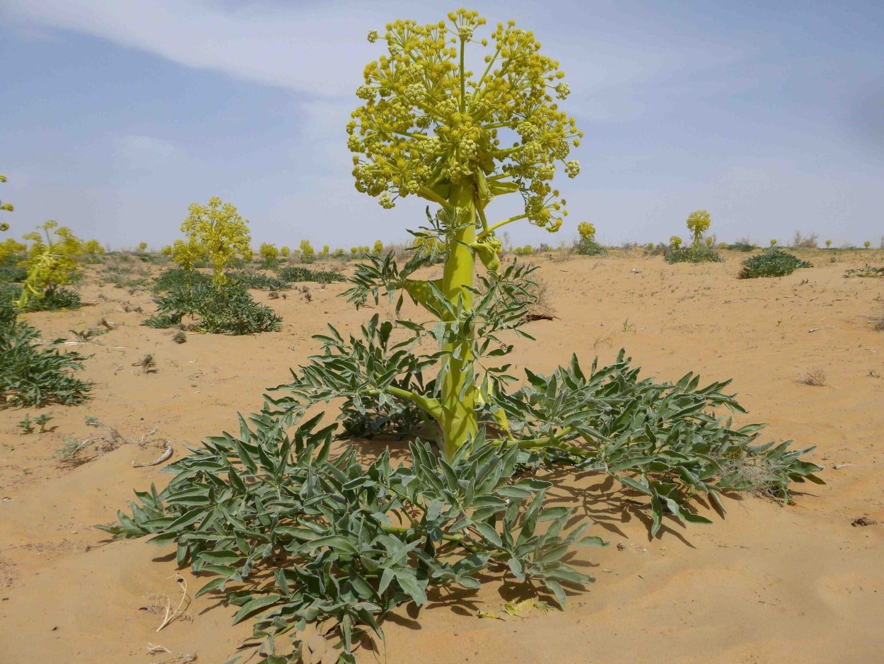 Стебель фенхеля ботаника