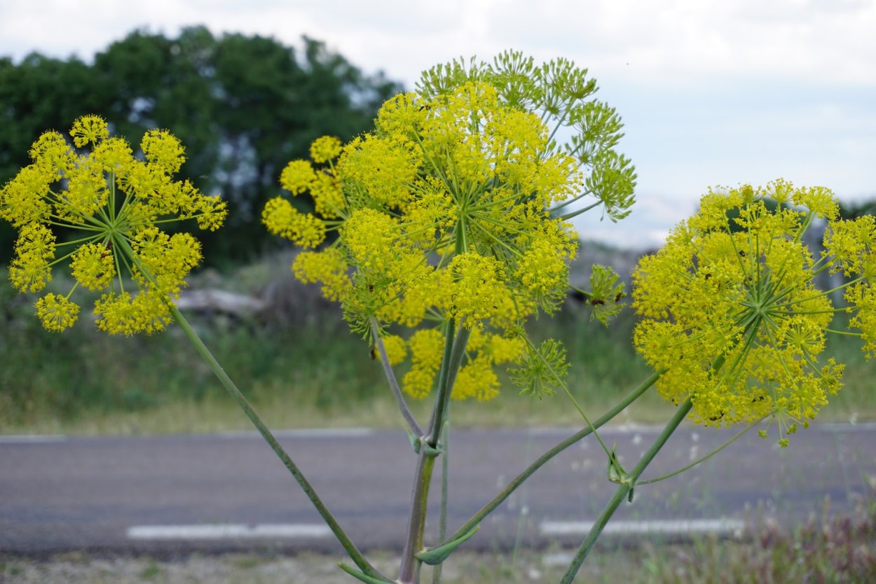 Ферула Черноморская