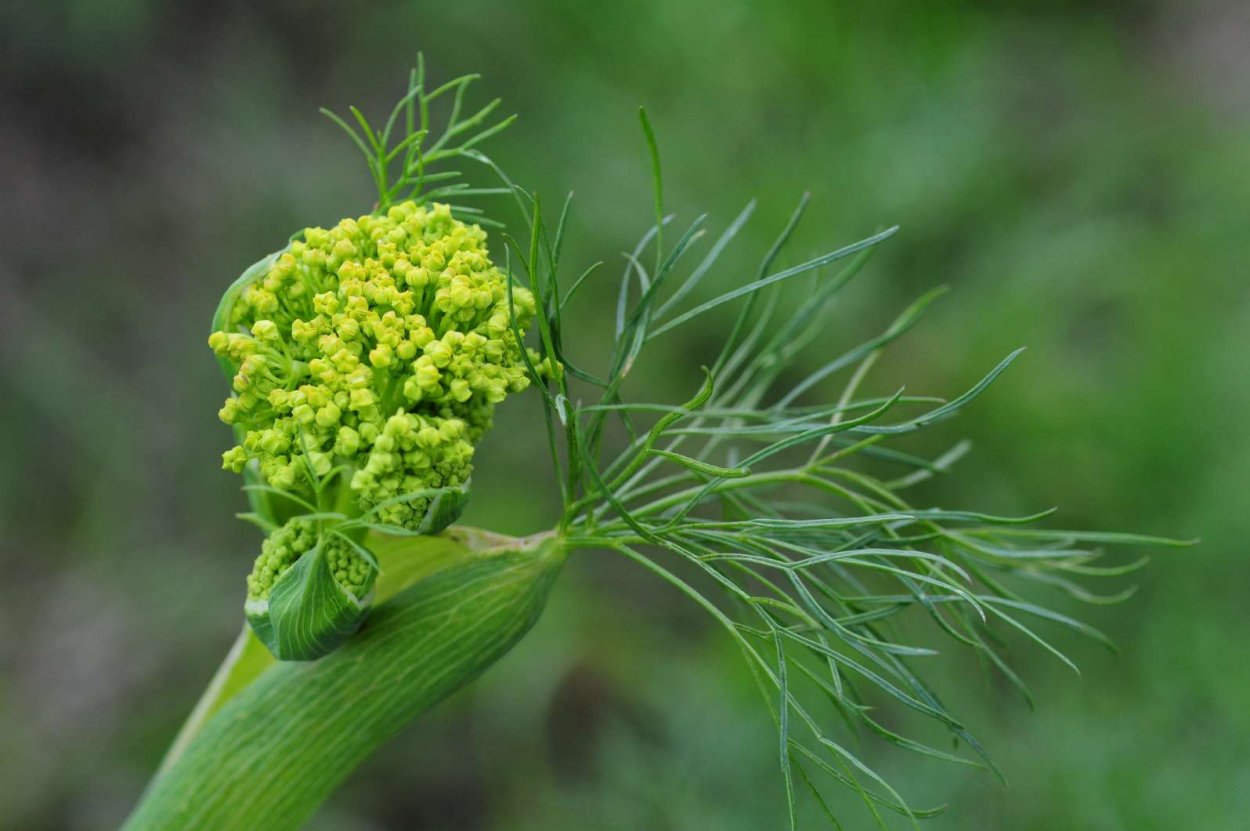Чертополох колючий