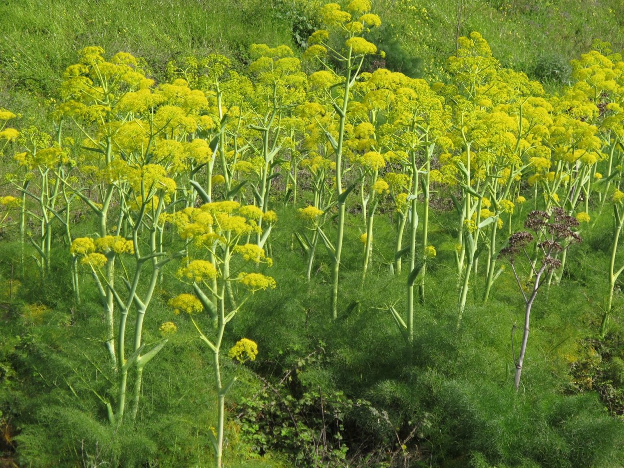 Ферула асафетида