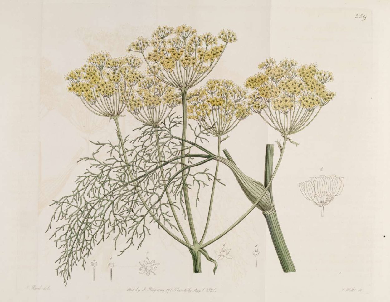 Ферула розга