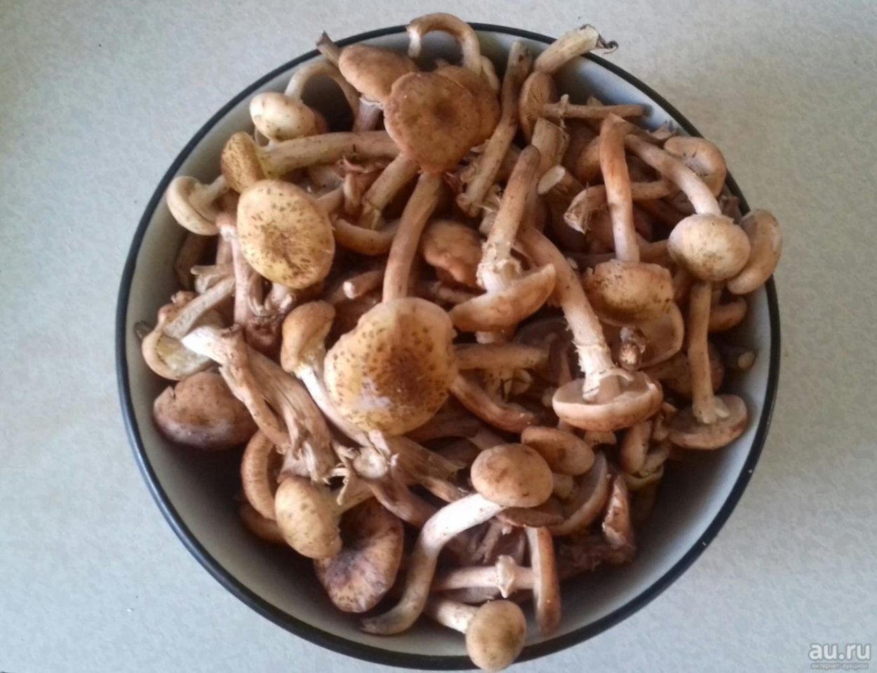 Ленточные грибы