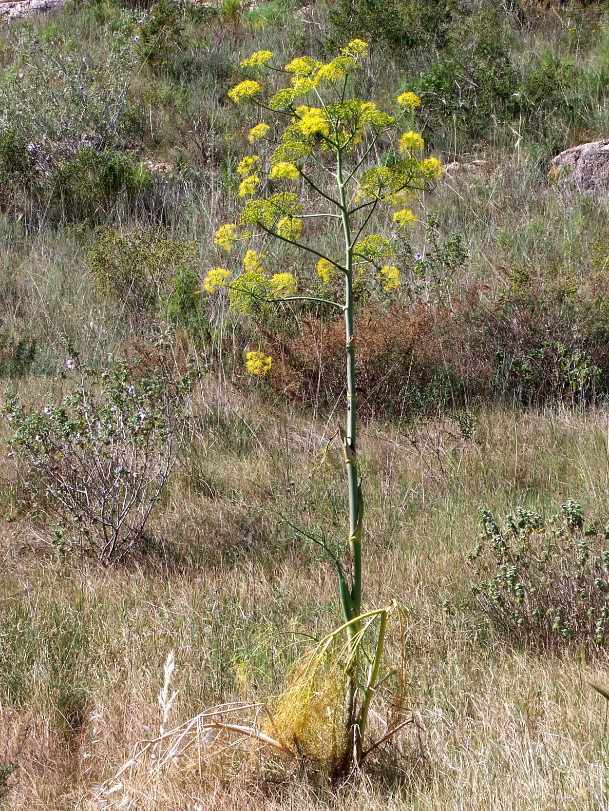 Гальбанум ферула