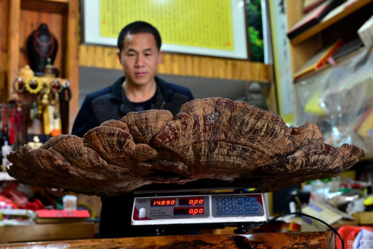 Вьетнамские грибы белые