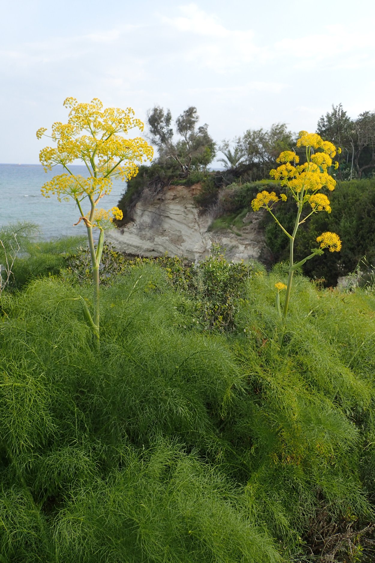 Зонтичные ферула