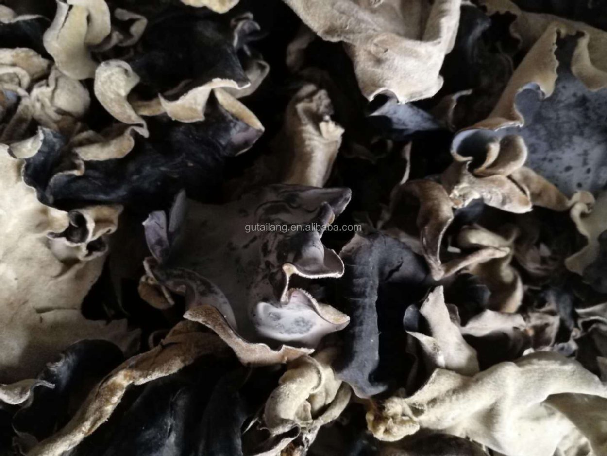 Опята в ведре