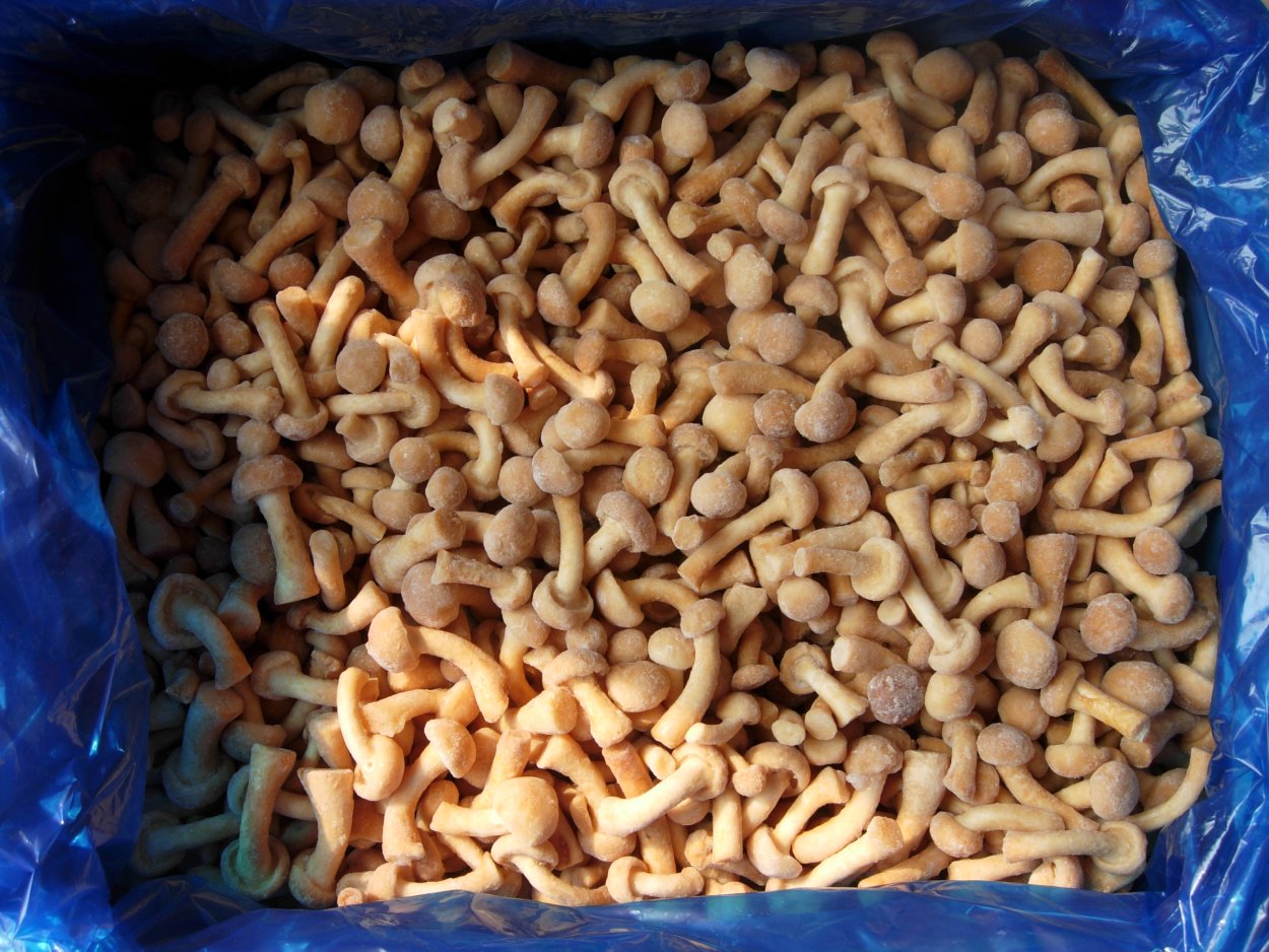 Целебные грибы Сибири