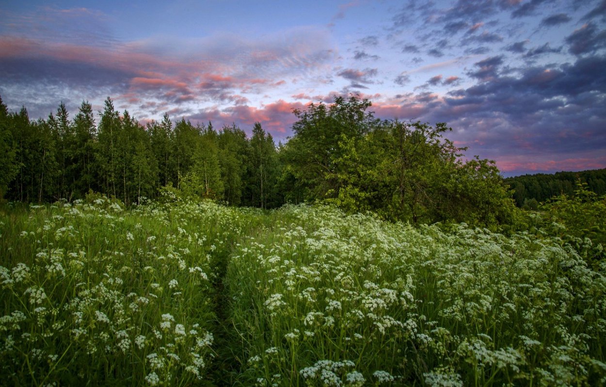 Богородицына трава